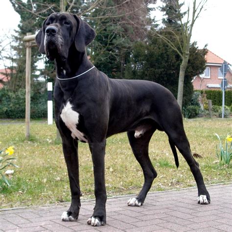 Rules of the Jungle: Great Dane Information And Facts