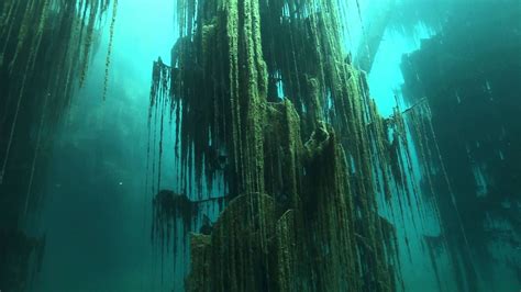 An Underwater Forest In Lake Kaindy Kazakhstan Underwater City Weird