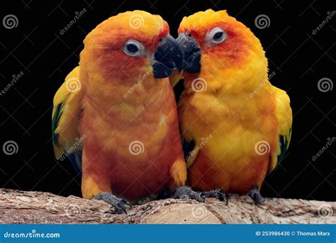 Sun Parakeet Pair In Love Kissing Each Other Stock Photo Image Of