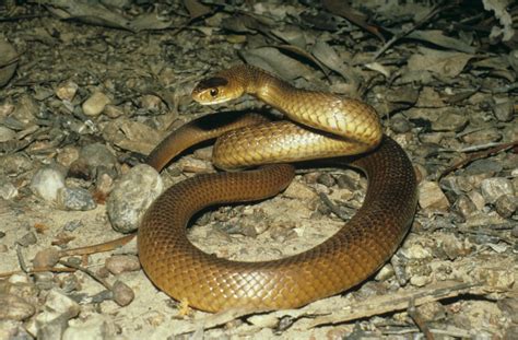 Eastern Brown Snake Queensland Museum
