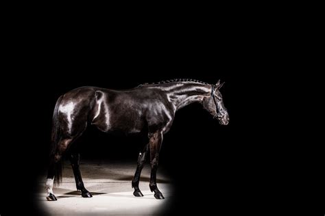 Texas Horse Photography By Karinda K Equine Photography