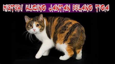 duri kucing jantan