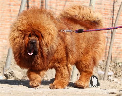 Pet World Top 7 Most Expensive Dogs Ever