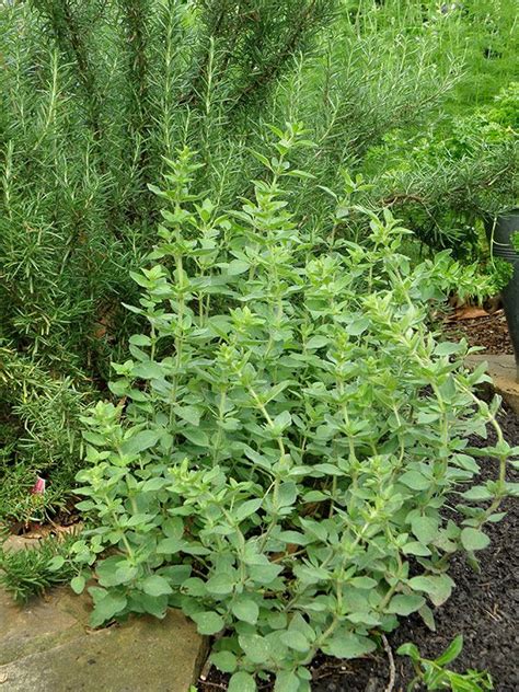 Herbs 101 With Images Growing Oregano Oregano Plant