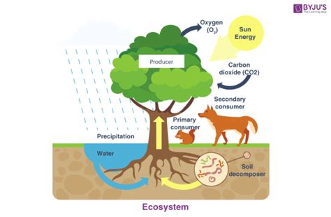 Components Of Ecosystem