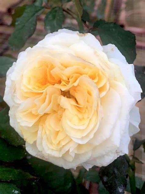 Beatrice Rose Rose Plants • Teo Joo Guan Horticulture