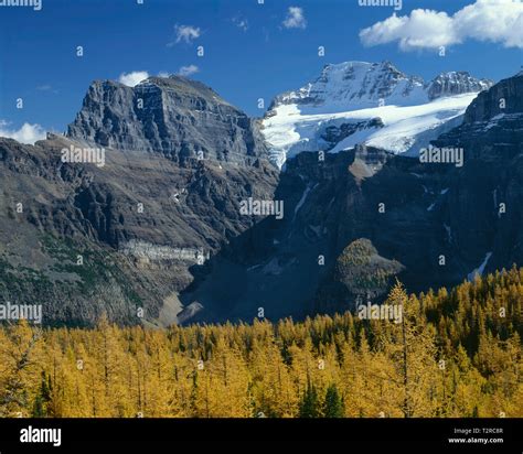 Canada Alberta Banff National Park Alpine Larch In Larch Valley Turn