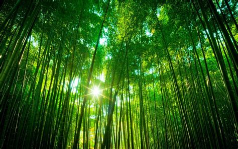 Bamboo Tree Wallpaper