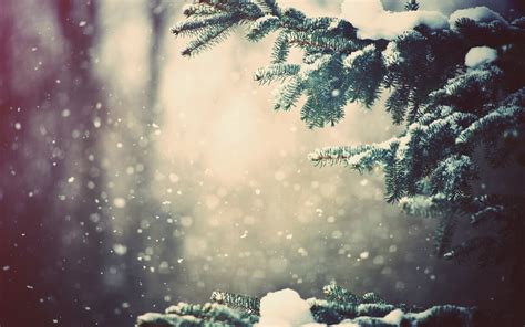 snow, Winter, Trees, Bokeh Wallpapers HD / Desktop and Mobile Backgrounds