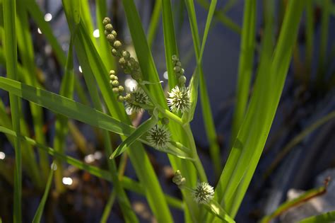 Free Images Water Nature Dew Meadow Leaf Flower Reed Green
