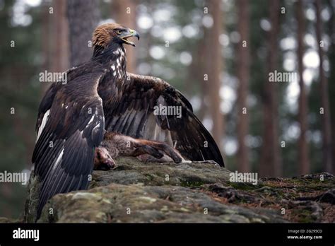 The Golden Eagle Guards Its Prey Stock Photo Alamy