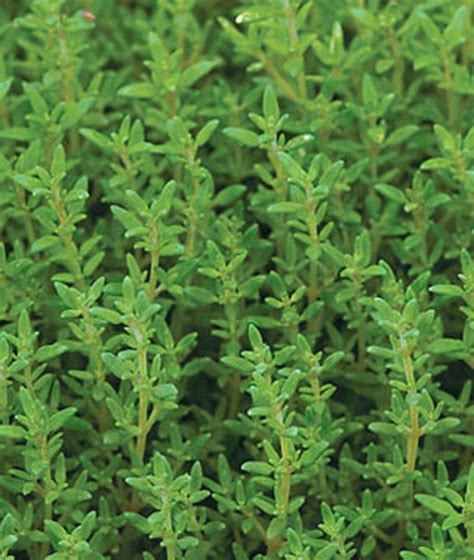 Common Thyme Seeds 15 Count Etsy