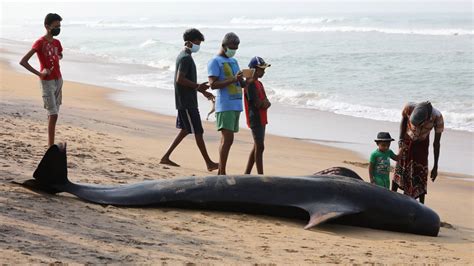 Rund 100 Im Westen Sri Lankas Gestrandete Wale Gerettet