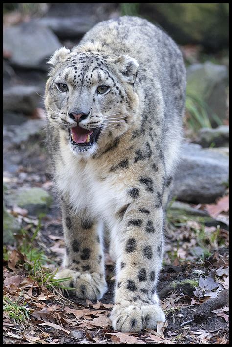 Snow Leopard Snow Leopard Out For A Walk At The Bronx Zoo N H
