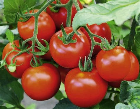 Blight Resistant Tomato Varieties The Garden Of Eaden