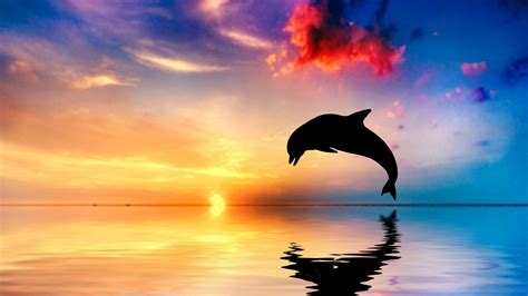 Wallpaper Dolphin Sunset Beautiful Ocean 5k Animals