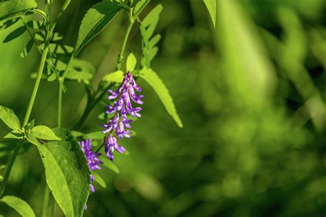 Beautiful Purple Vetch Weed Flower At The Ravine Ontario Photograph By