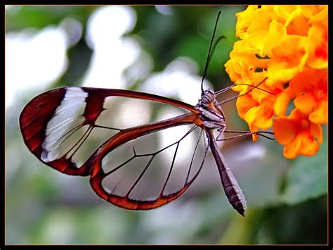 Butterfly The Most Beautiful Insect The Wondrous Pics