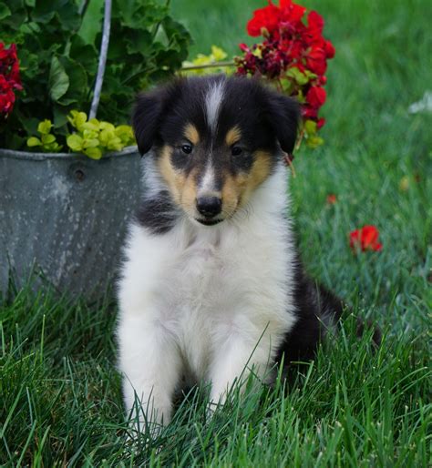 Akc Registered Lassie Collie For Sale Fredericksburg Oh Male Laddy