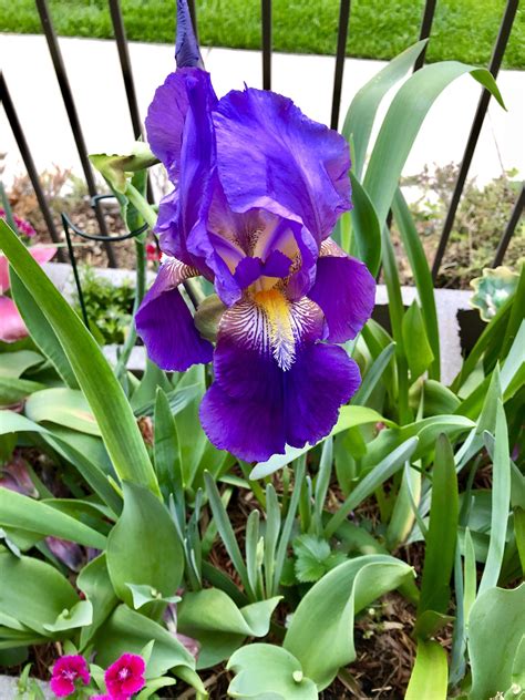 Snapped The First Bloom Of My Late Grandmothers Irises In The Early