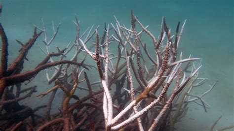 massive bleaching killed 35 of the coral on the northern end of the great barrier reef