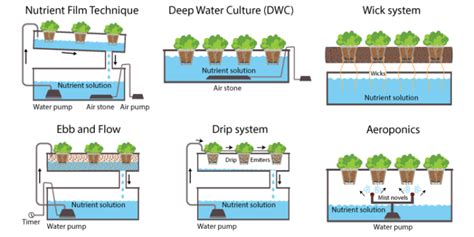 Hydroponic System Basics Of Hydroponics Mineral Nutrition In Plants