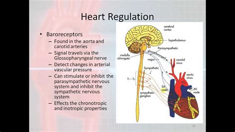 Basic Electrophysiology Part 2 Mechanical Anatomy Of The Heart Part