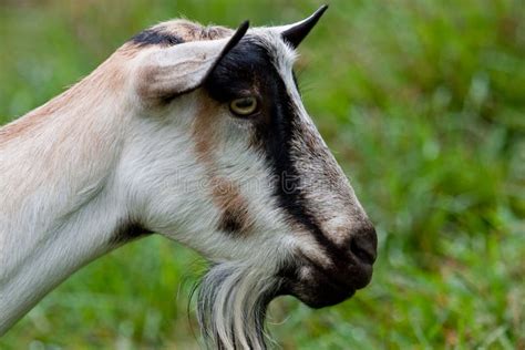 Female Goat Royalty Free Stock Image Image 24418396