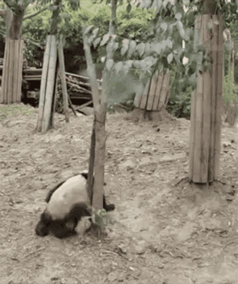 Panda Peeping Tom  Panda Peepingtom Fall Discover And Share S Panda Love Cute Panda