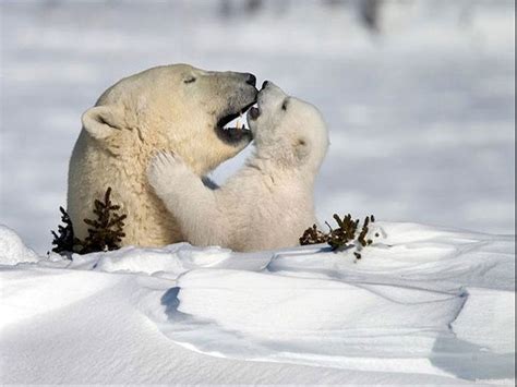 Breath Taken Baby Polar Bears Polar Bear Animals Wild
