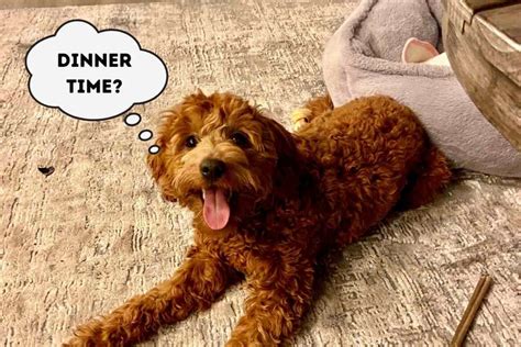 A dog food recall happens when the company discovers a problem and voluntarily recalls the affected product or the fda issues a recall in response to customer complaints or their own testing. Nom Nom Dog Food Delivery, Is It Worth It? - Goldendoodle ...