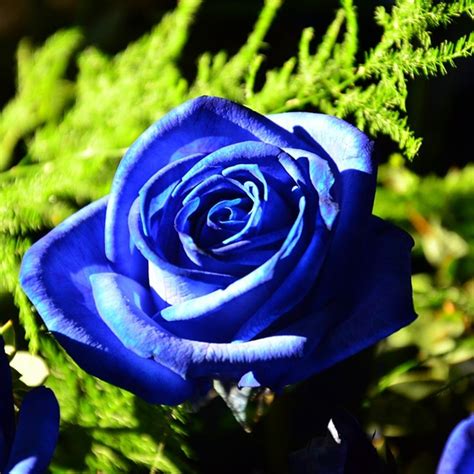 20 Rare Blue Rose Plants Easy Growing Fragrant High Germination