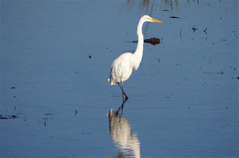 Folgers Marsh Birds Yesterdays Island Todays Nantucket