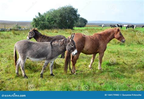 Horses And Donkeys Together On A Meadow In Ireland Stock Photo Image