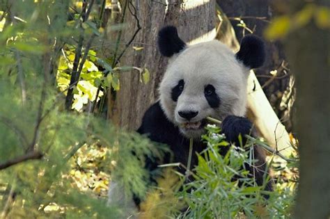 Giant Panda Yang Yang Zoo Vienna Tiergarten Schönbrunn Tiere