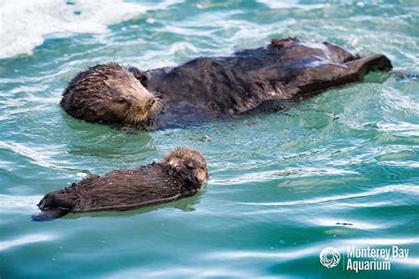 Another Wild Sea Otter Pup Born Outside Monterey Bay Aquarium — The