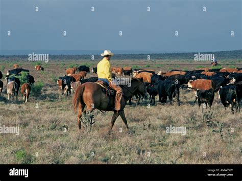 Cattle On West Texas Ranch Hi Res Stock Photography And Images Alamy