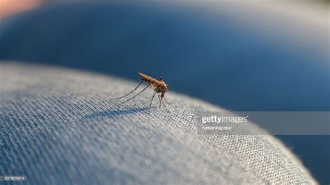 Bite Of A Mosquito On Human Body Through The Fabric High Res Stock