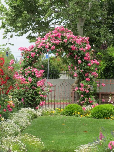 Roses On Front Arch Cindy Brown Design Dream Garden Climbing Roses