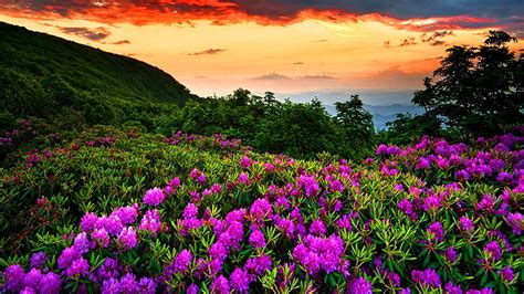 1920x1080px 1080p Free Download Spring Mountains Mountains Flowers