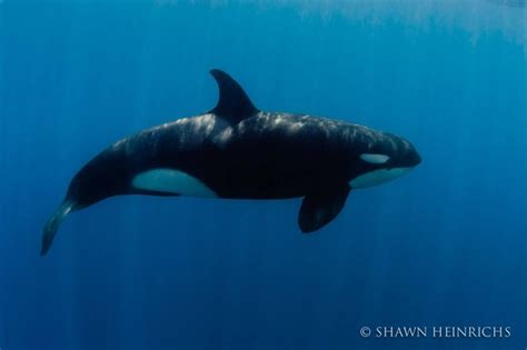 The Largest Recorded Orca