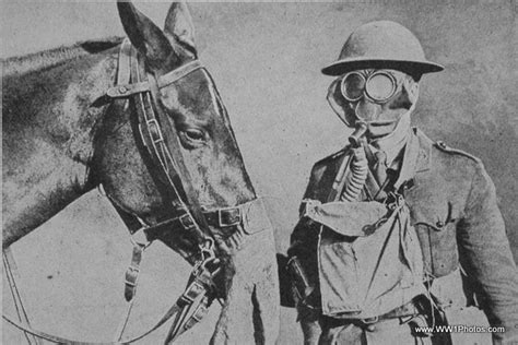 A World War One Horse Wearing A Gas Mask