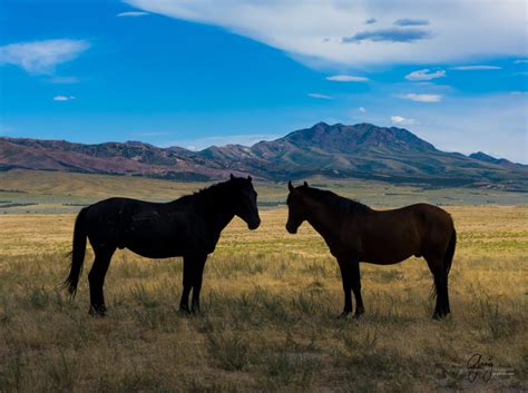 Photographs Of Onaqui Wild Horses In Utah Photography Of Wild Horses