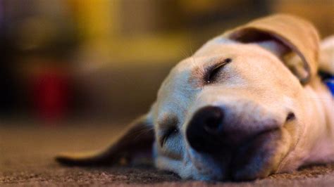 Why Do Dogs Sleep So Much 5 Surprising Reasons Revealed