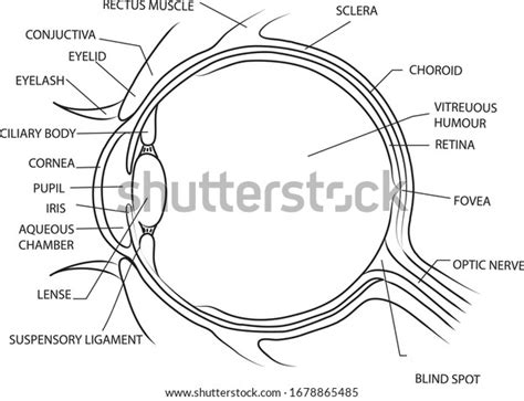 Diagram Eye Human Eye Anatomyeasy Diagram Stock Vector Royalty Free
