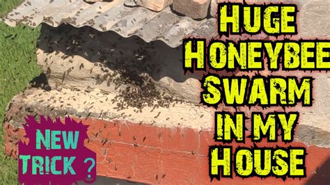 New Trick Capturing Honeybee Swarm In My Log Hive Bee Box Youtube