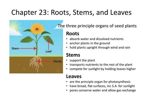 Ppt Chapter 23 Roots Stems And Leaves Powerpoint Presentation