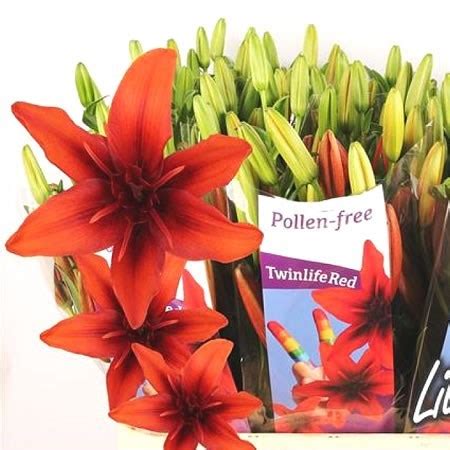 LILY LA TWINLIFE RED 90cm 4 Wholesale Dutch Flowers Florist