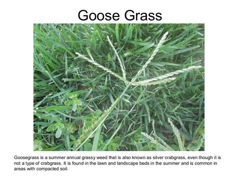 5 Common Grass Weeds In Texas