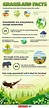 Top 16 Grassland Facts - Animals, Plants, Climate & More - Facts.net
